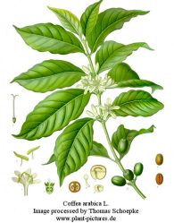 Homöopathie